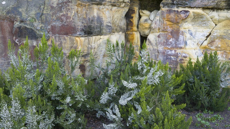 Plants growing against a background of weathered rock.